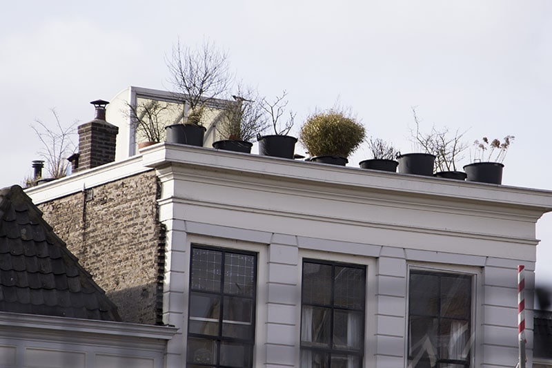 Garden on top of a building
