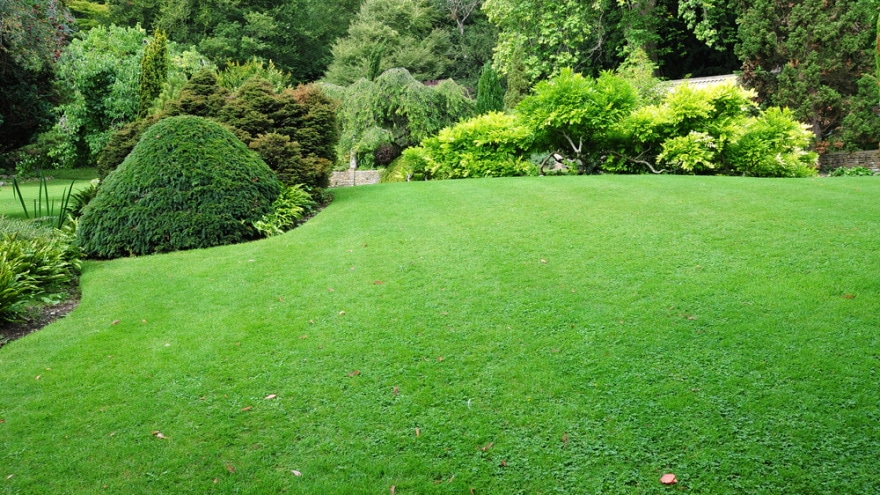 garden with mown lawn