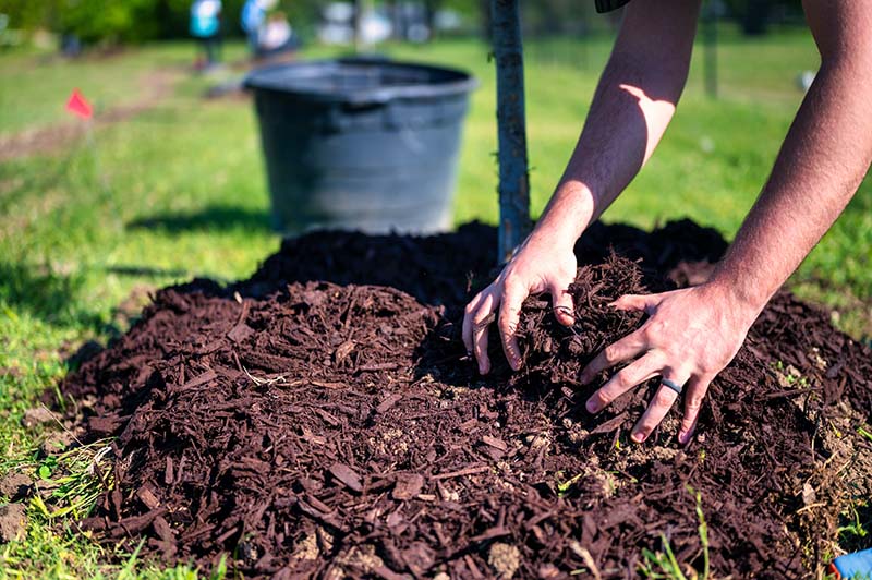 Gardener spreading wood mulch