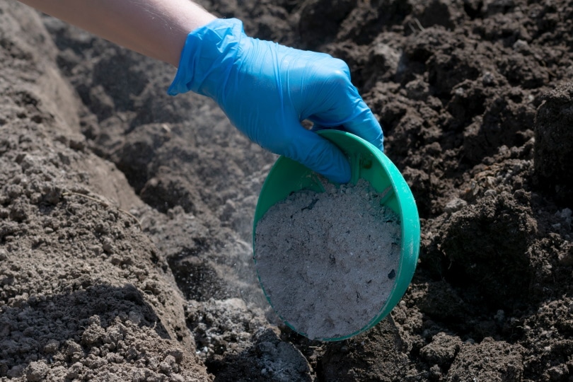 gardener's hand holding ashes