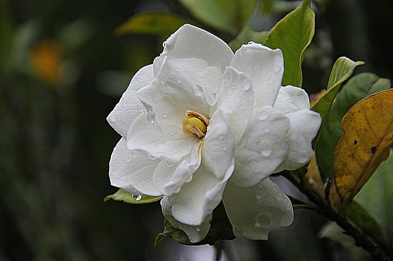 gardenia-pixabay