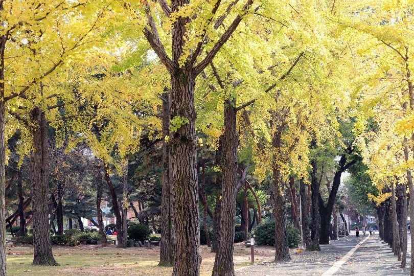 Ginkgo Tree