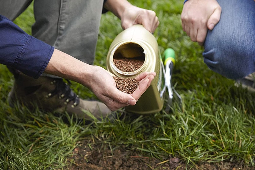 grass seed for dog spot repair