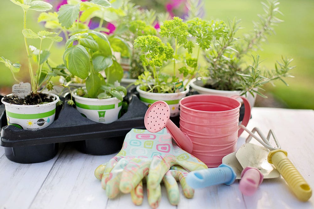 herb gardening
