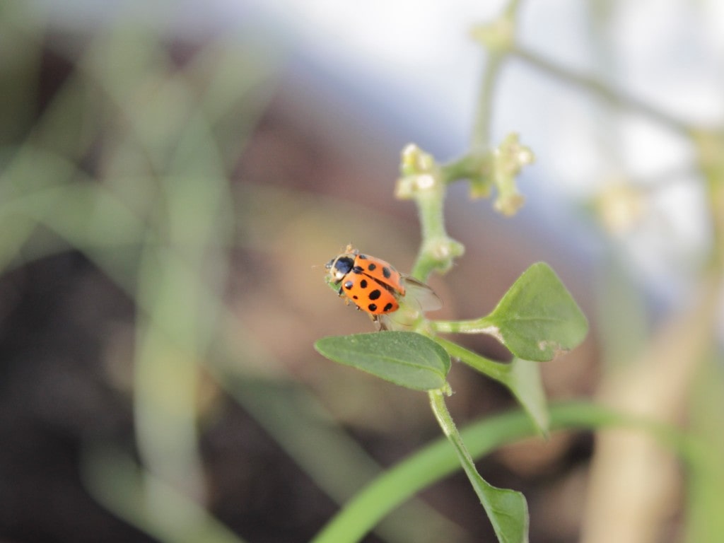 Hippodamia_tredecimpunctata