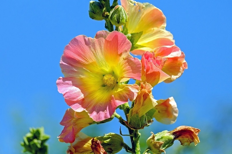 hollyhock-pixabay