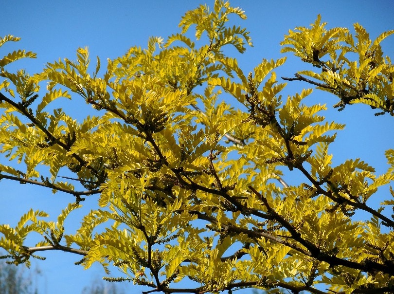 honey locust tree
