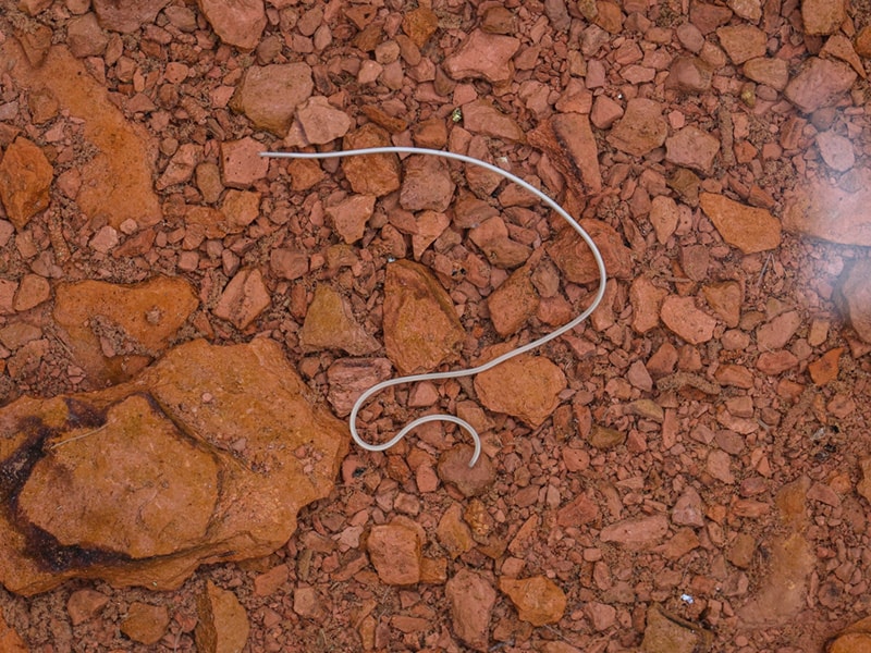 horsehair worm