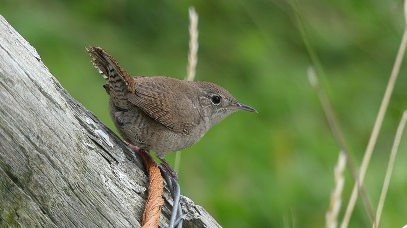 house-wren-pixabay