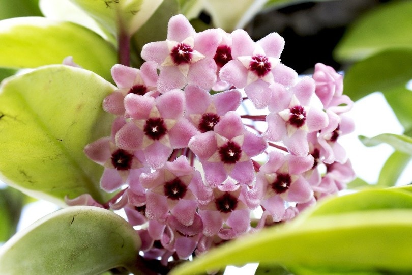 Hoya Plants