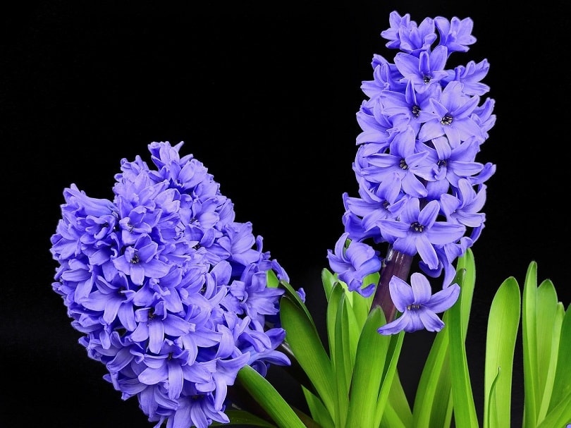 hyacinth-pixabay