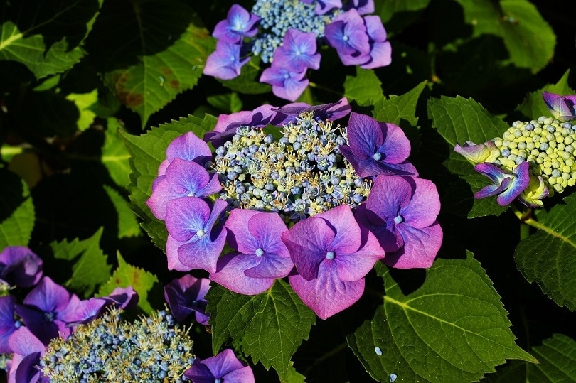 hydrangeas-pixabay