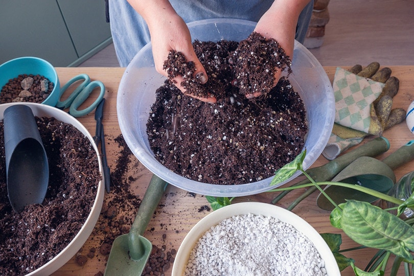 Indoor Cactus Soil