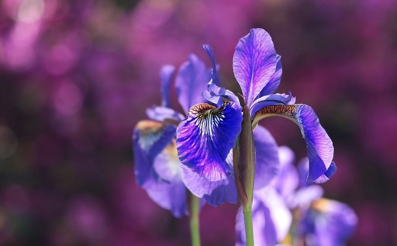 iris-pixabay