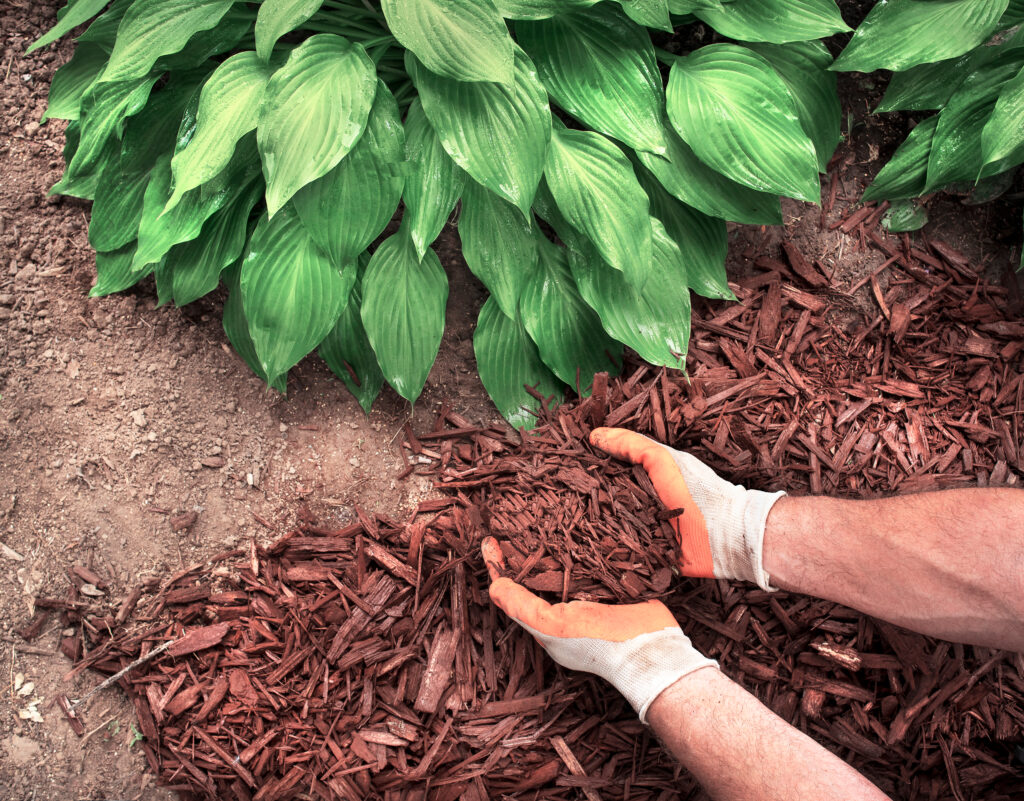Mulch Chips