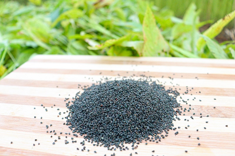 jute seeds