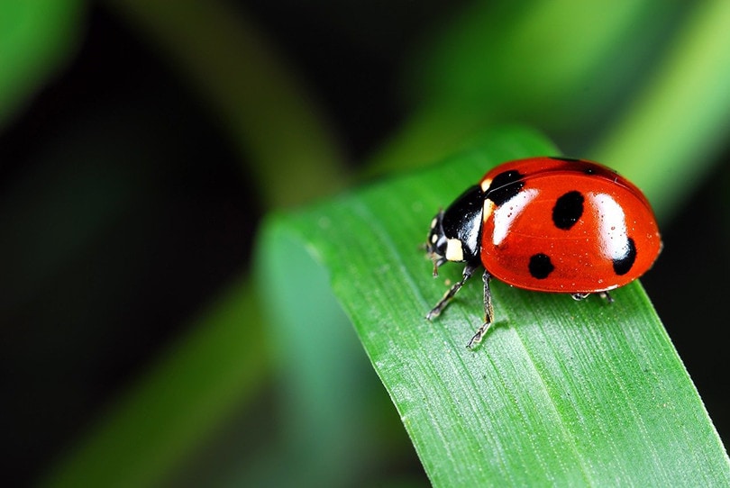 Ladybug in leaf