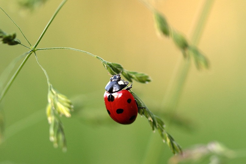 Ladybug
