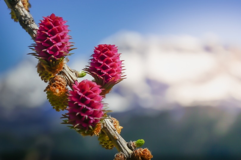 larch Flower