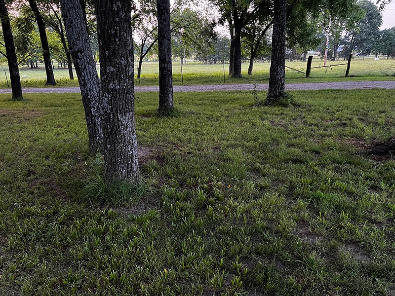 lawn getting greener with sunday lawn care fertilizer