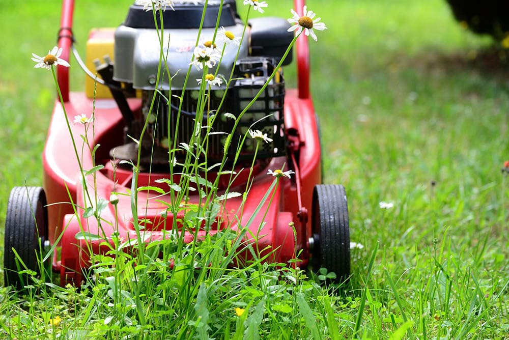 lawn mower and weeds in the lawn