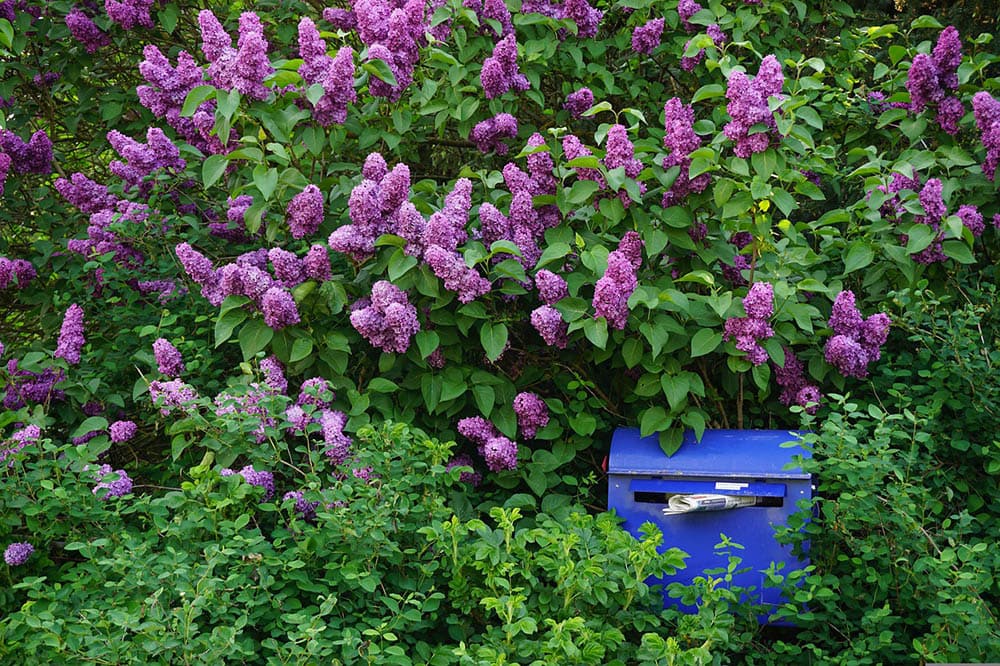 lilac bush blooming
