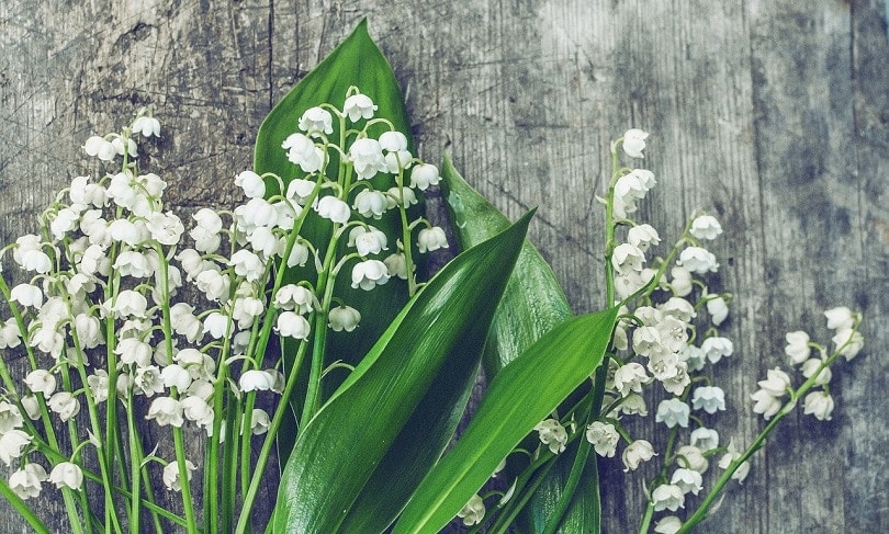 lilies-of-the-valley-pixabay