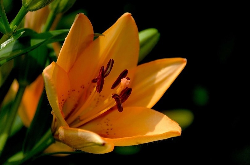 lily-pixabay