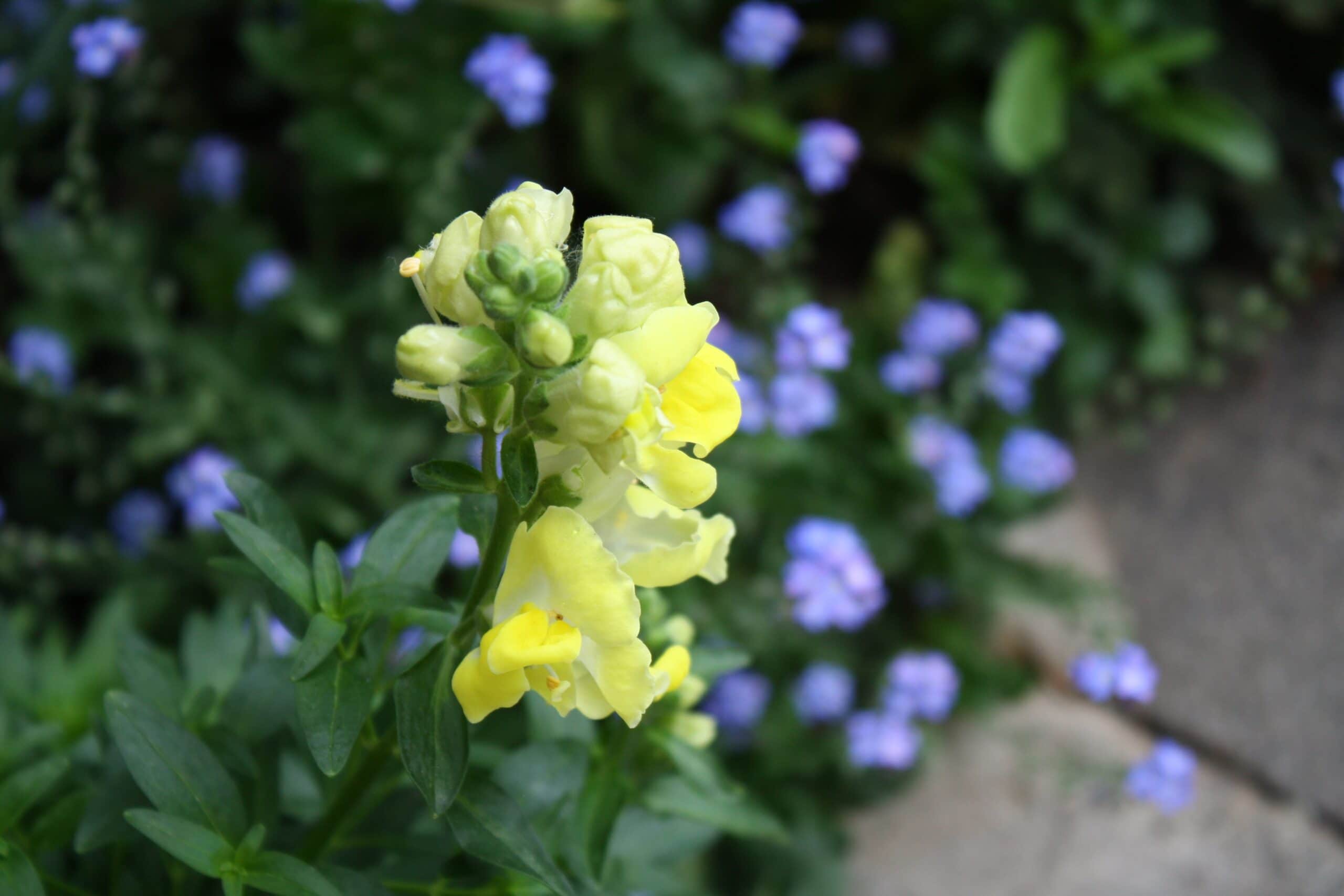 Little Darling Snapdragon