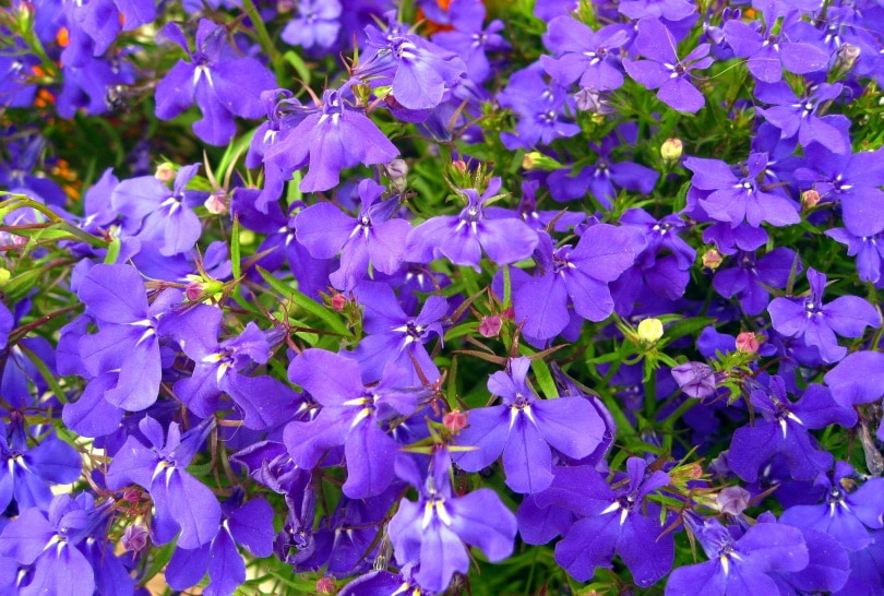 Lobelia flower