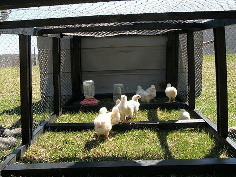 Long Chicken Tractor by Backyard Chickens