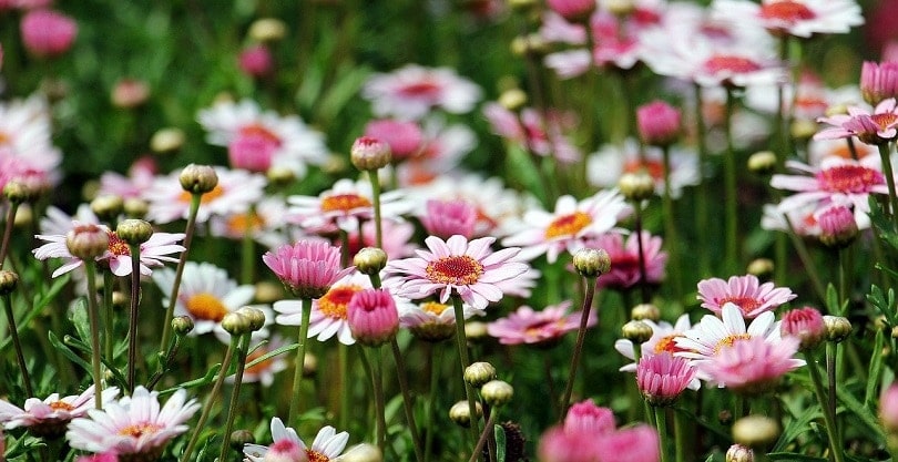 marguerite-flowers-pixabay