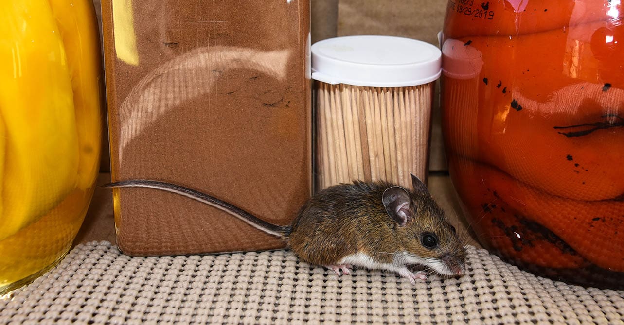 mouse inside the cupboard