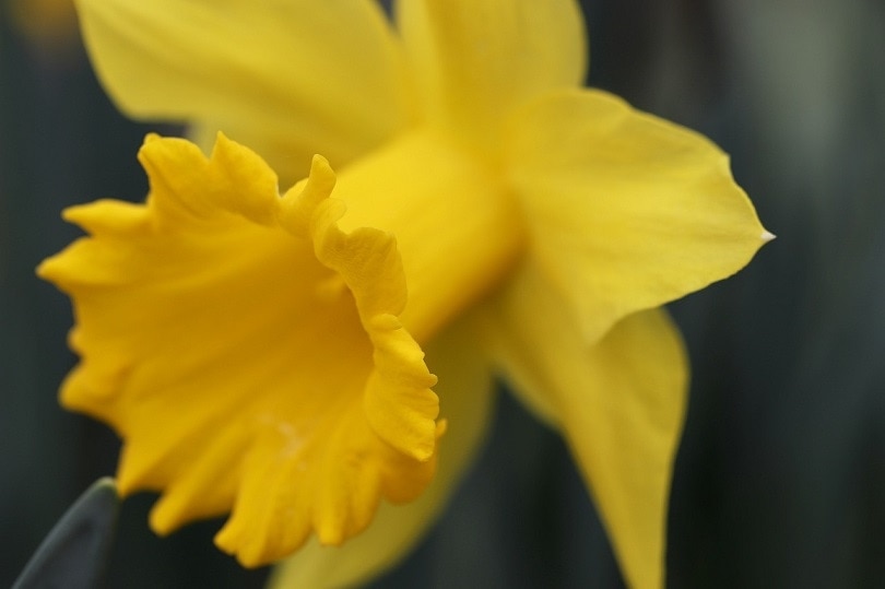narcissus-pixabay