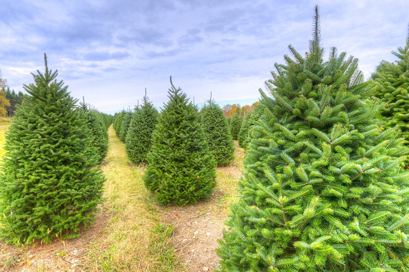 Noble Firs