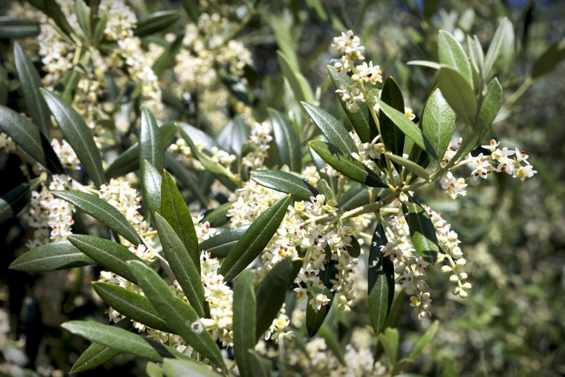 olive flower