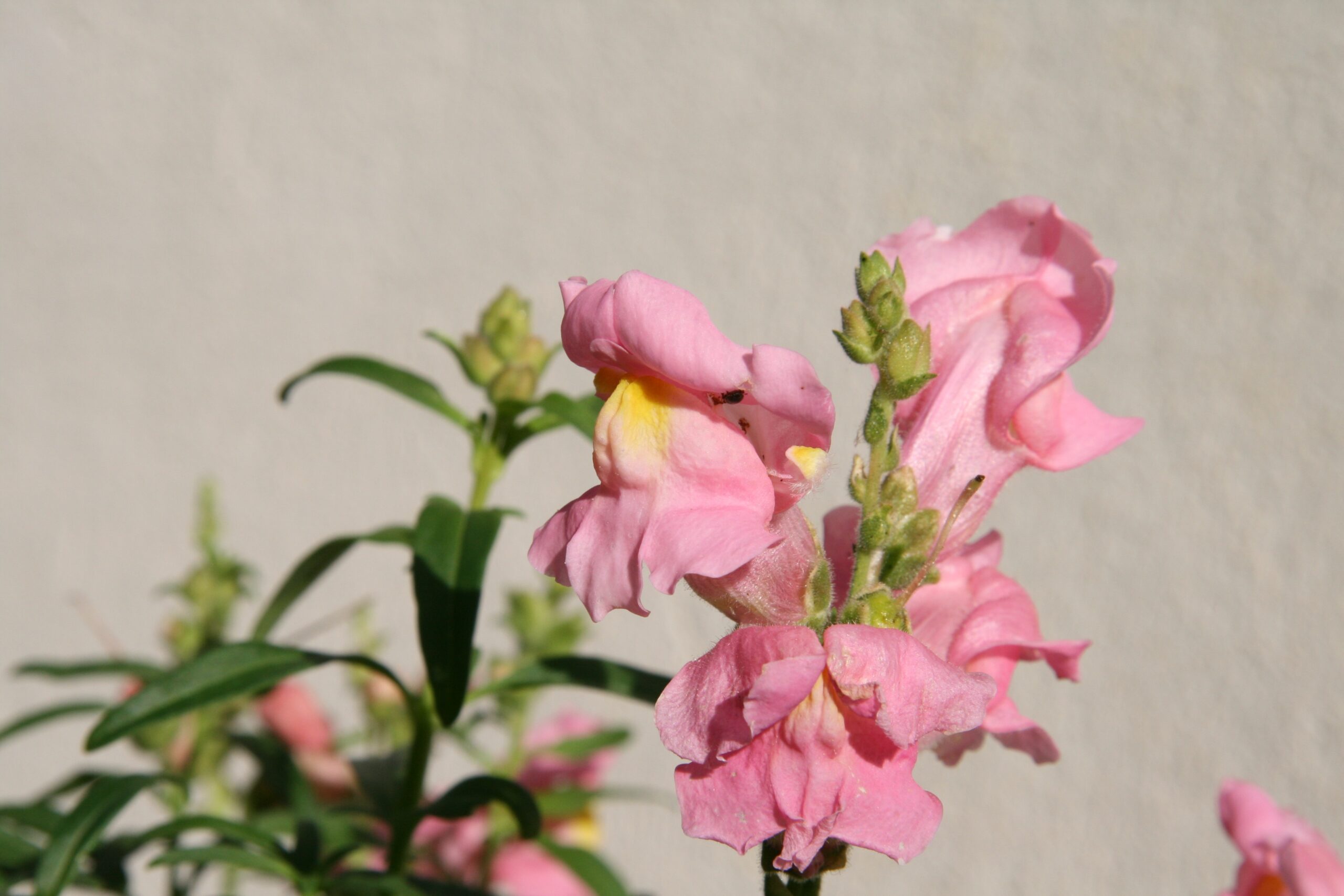 Opus Snapdragon