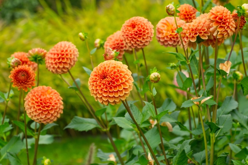 orange dahlia flowers in the garden