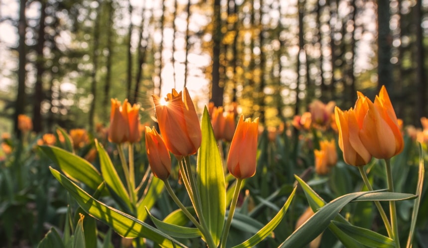 orange tulip