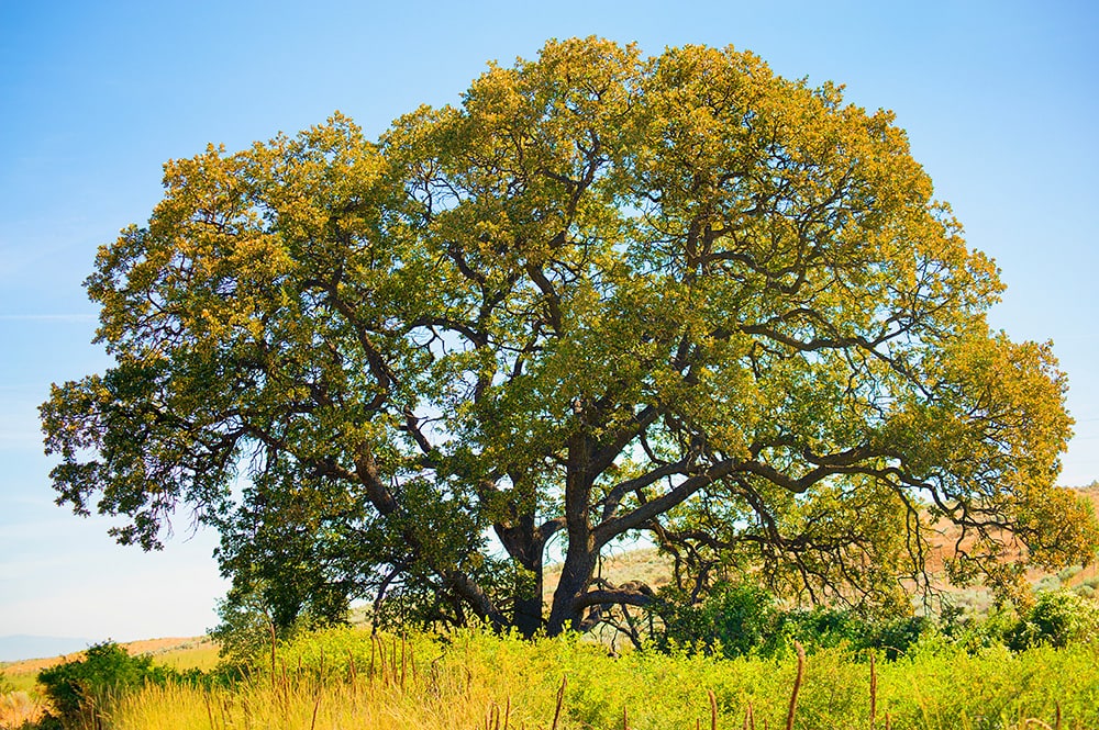 Oregon White Oak_Dee Browning_Shutterstock
