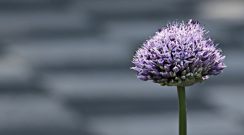 ornamental-onion-pixabay