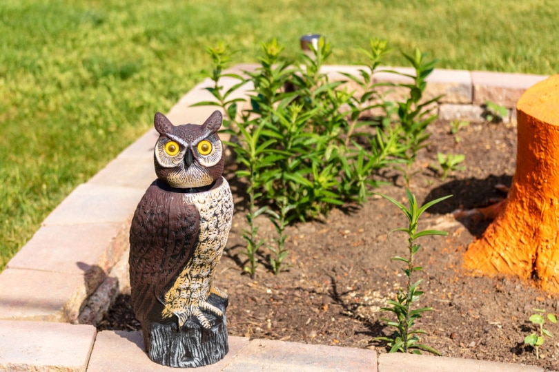 owl decoy in the garden