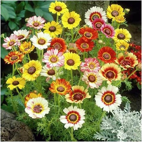 Painted Daisies