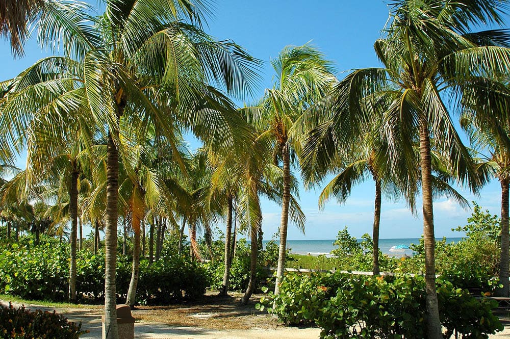 palm trees in florida