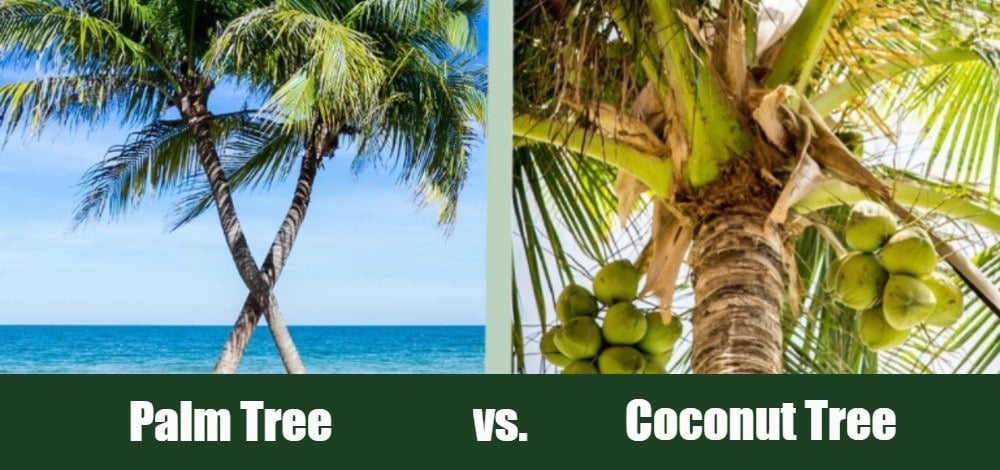 palm vs coconut tree