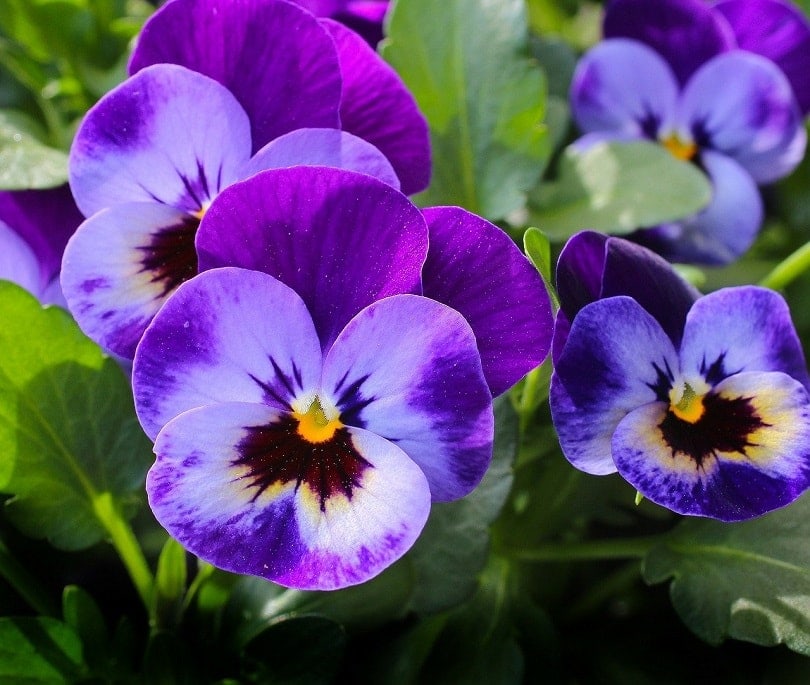 pansy-pixabay