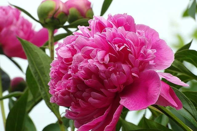 Peony Pink 