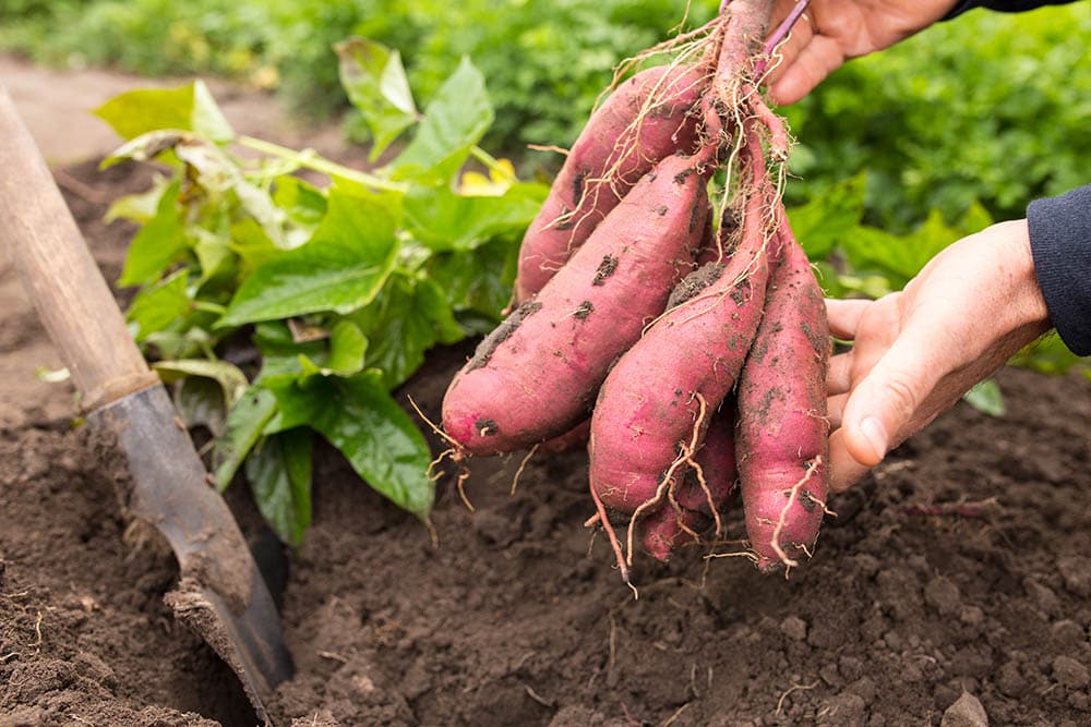 person harvesting sweet potato