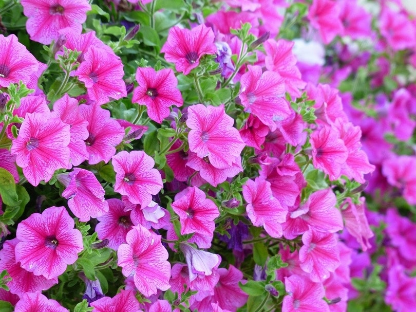 petunia-pixabay