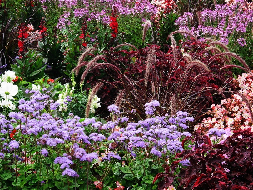 phlox flowers